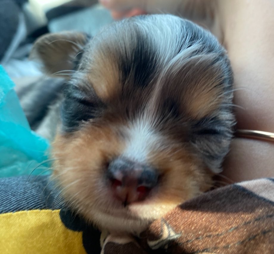 สุขสันต์วันเกิดนะหัวใจของมี๊ 🐶🤍
ขอบคุณที่เกิดมาให้รักนะ 
#เกี๊ยวกรุบประกายกาวี 🎂🐶🤍