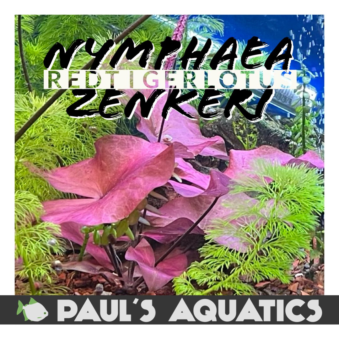 paulsaquatics's tweet photo. 🪴 The easiest red aquarium plant you've ever grown! Don't like how it's grown? Cut it bald and try again! Tiger Lotus don't mind!

Not sure what we do here at Paul's?
Visit https://t.co/L6JWQKm4mv to learn more. https://t.co/TflkKcbkGG