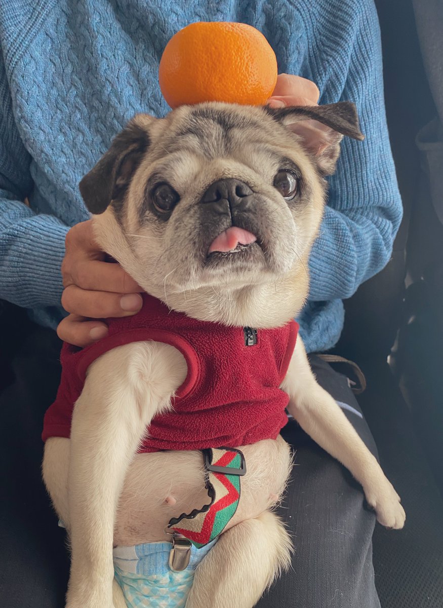 明けましておめでとう御座います🍊
今年もあんずちゃんをよろしくお願いします🙇