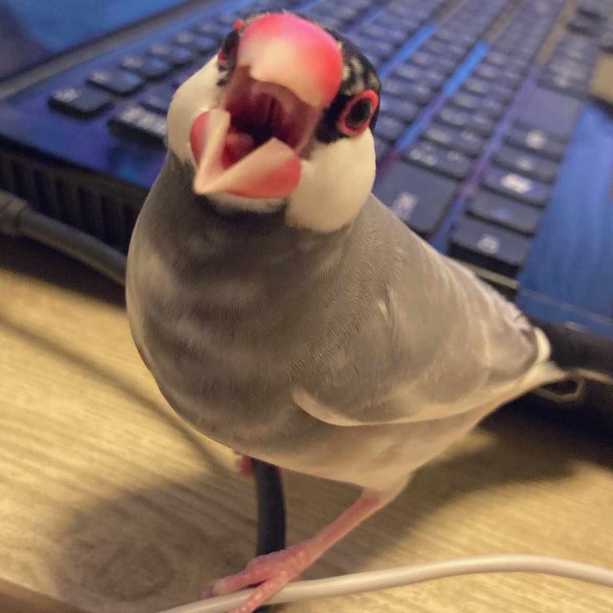 おう with 小鳥 tweet media