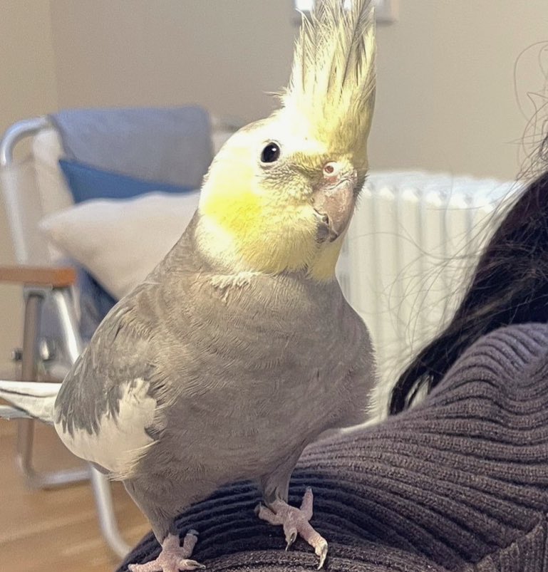 おう with 小鳥 tweet media