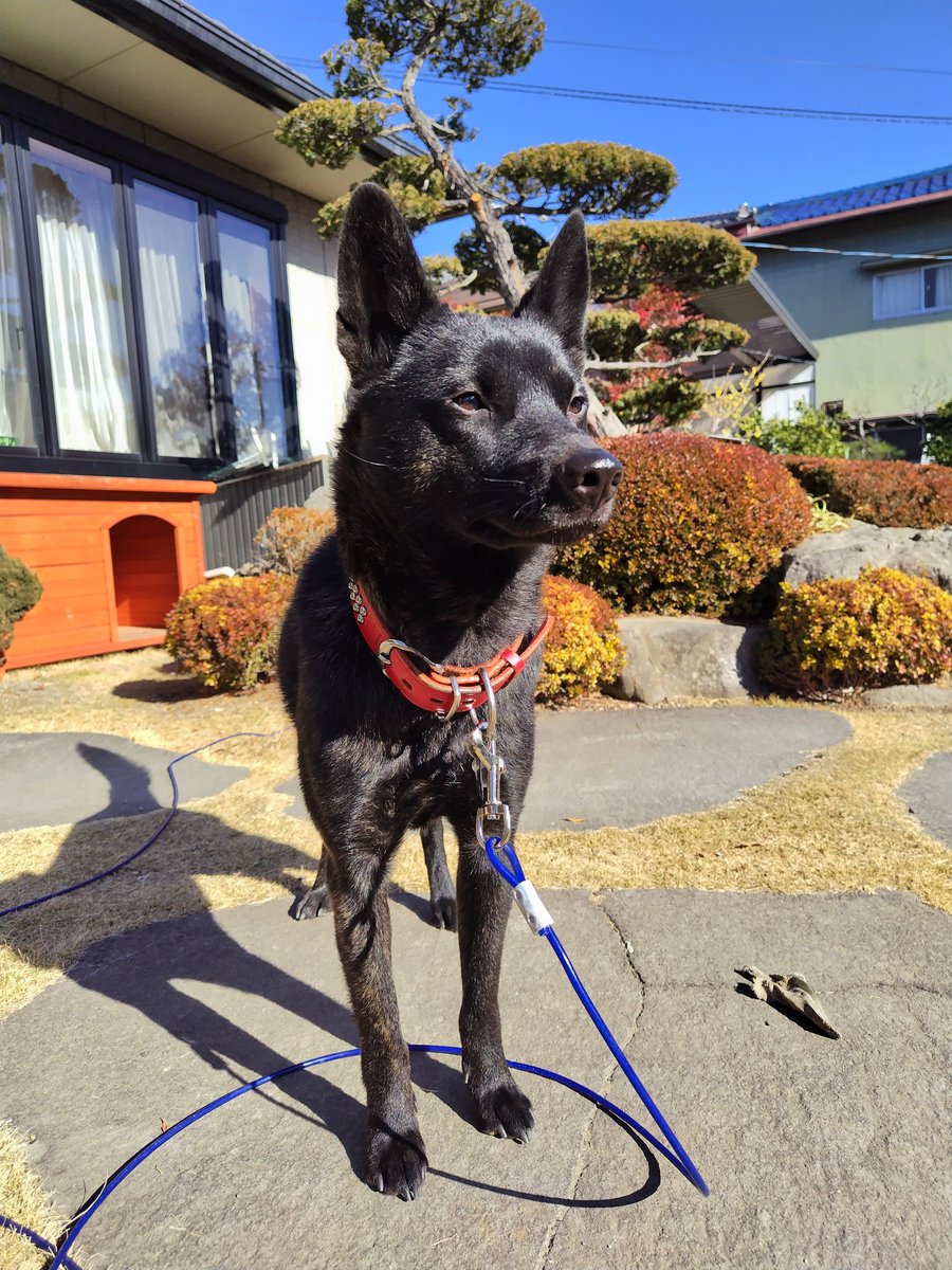 穏やかな陽射しの中の新年
相変わらずカメラをむけると横を向くジロ君です

今年も笑顔いっぱいの年になりますように☺️
