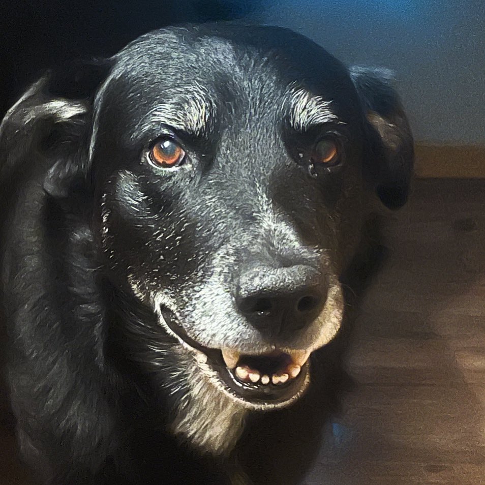 albeebercouncil's tweet photo. Ben is still the baby. #olddog #seniordog #labcross https://t.co/TFuKnIO9NV