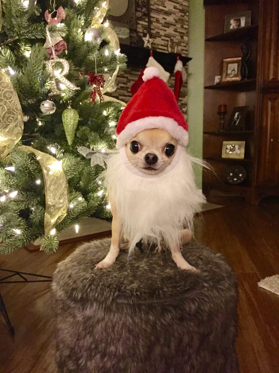 👥 ✍🏻📃 🎄🎅🏻❓🐶👂🏻⏬