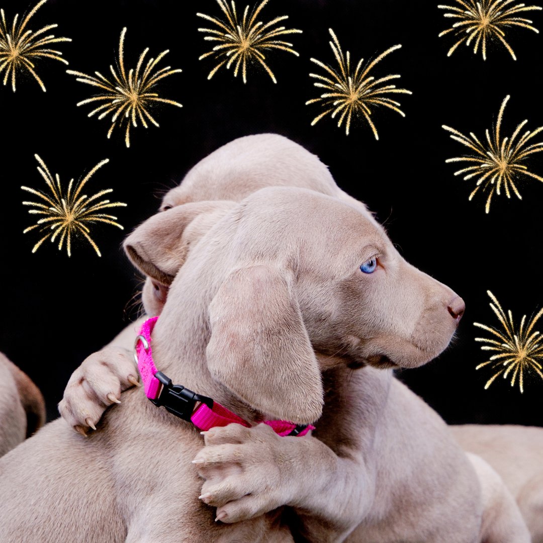 WeimClubAmerica's tweet photo. Here we go friends. As we head into the last day of the year, those fireworks will be ramping up! Make sure to give your #weim and others lots of love &amp; attention, exercise and if needed, medication before the big booms start. And of course, a kiss on the nose at midnight. 💋 https://t.co/AA606sagiB