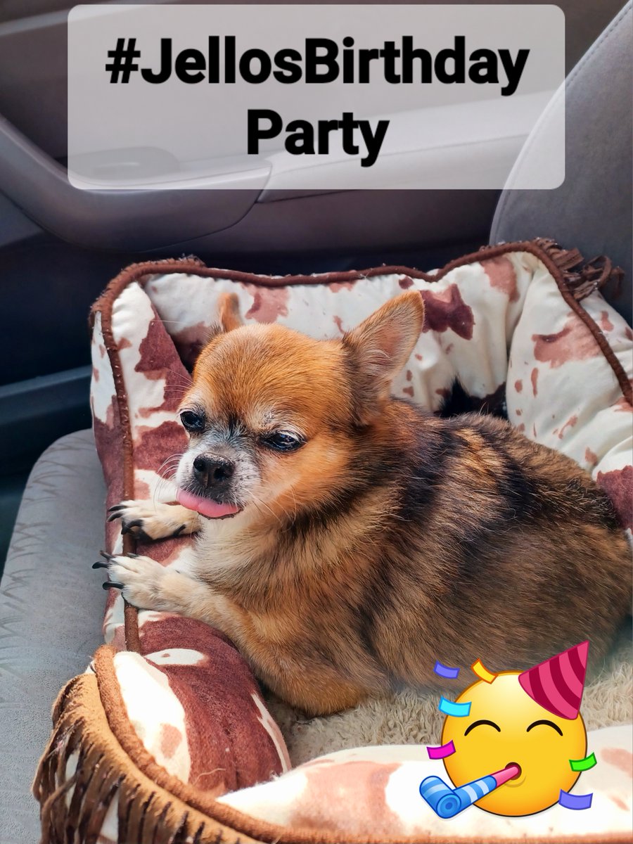 BeagleMarcoPoLo's tweet photo. I am always late to the party!  Happy Heavenly Birthday Party Jello! #JellosBirthdayPawty You gave the best stinkeye in the land in addition to be a sweet girl. Plus, your Mom is a superstar with #SecretBeagle planning every year! 🎂❤️🥳😘 https://t.co/8l7sbk8Uud