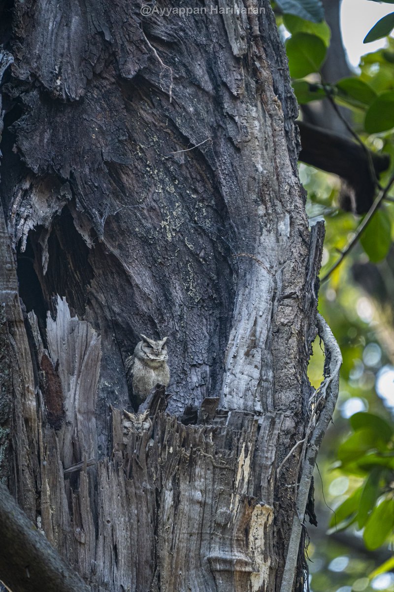 Wishing everyone on Twitter an Owlsome Year ahead. Have double fun. Indian Scops Owl. Pic taken at Jim Corbett. #IndiAves #BBCWildlifePOTD #natgeoindia #SonyAlpha #ThePhotoHour @UTDBofficial #HappyNewYear2024 #owlsomemonday