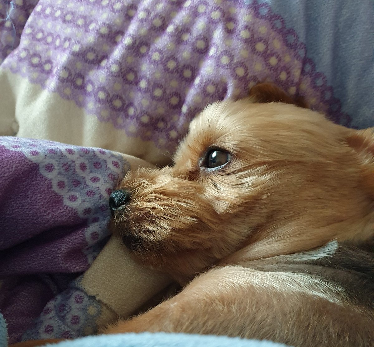 NuRibug's tweet image. 2024년에는 꼬미랑 많이 놀아주기
네살인가 🐶

#socialfi #bugpoly #WELL3