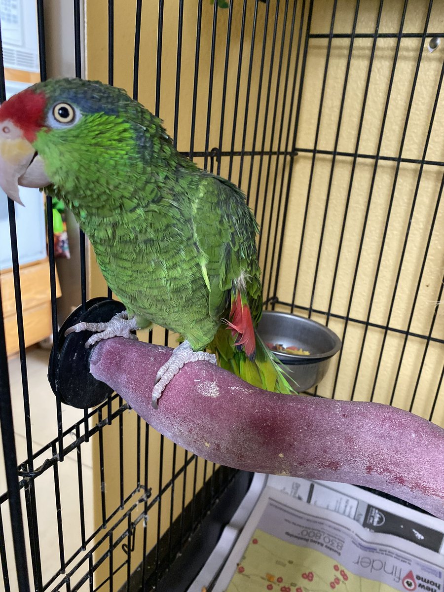 <a href="/lizzielulu_/">Tree Lawn Girl</a> Fluffhead