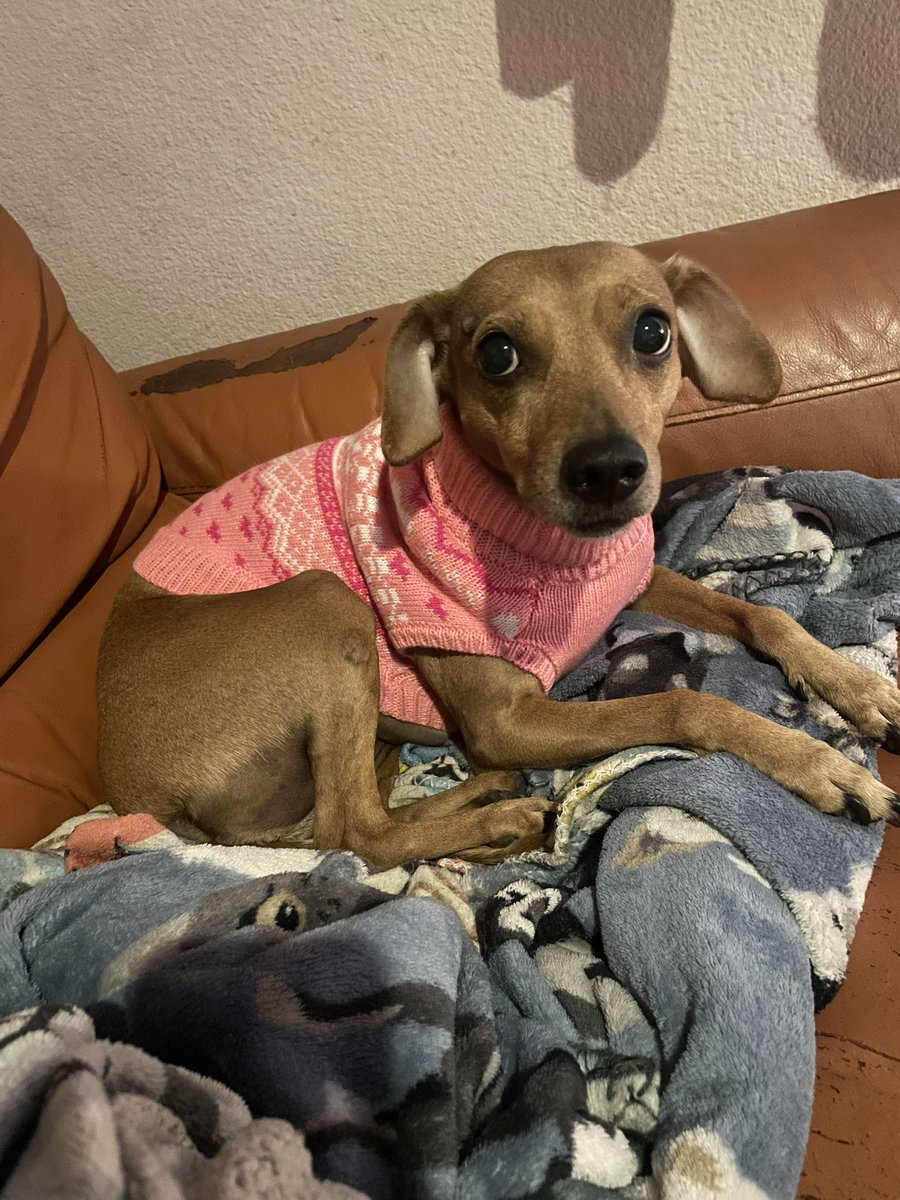 RollingDinsFire's tweet photo. bringing in the new year with this perfect little lady 🥰 https://t.co/Ich54LnSeV
