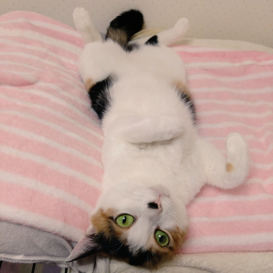 新年明けまして
　おめでとうございます🎍

本年もよろしくお願いします🐈