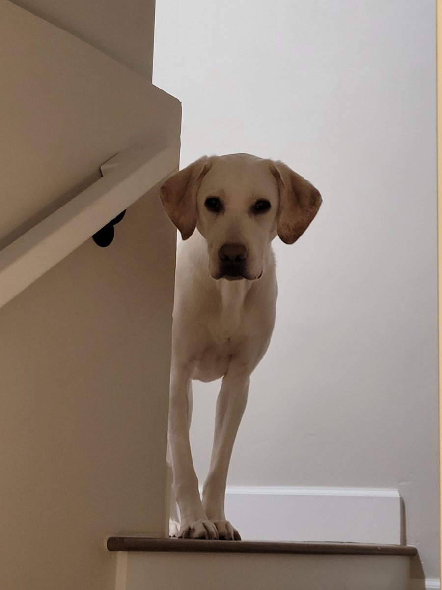 Help_for_teens's tweet photo. My last picture of 2023. My daughters dog Tucker patiently waiting to go for a walk! #lastdayof2023 https://t.co/0oHXutb9OV