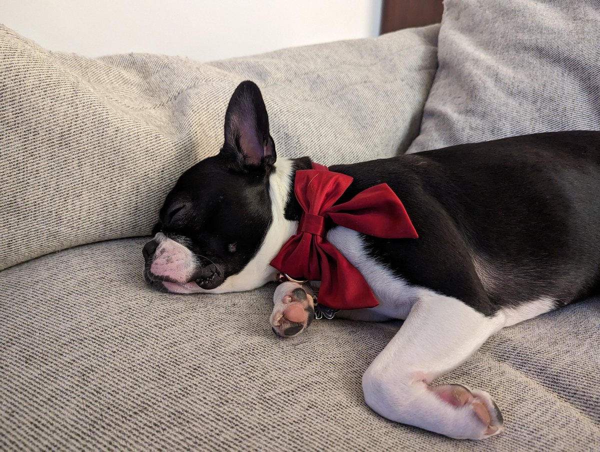 DookiePoopsicle's tweet photo. Poppy wishing we celebrated new years several hours ago https://t.co/FYxUBW0Ncc