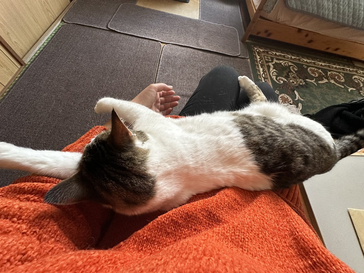 BondLily's tweet photo. 久しぶりの実家🏠
いつも膝の上乗ってくれる猫が、腕枕にしてリラックス中🐈
椅子から動けない事態発生中💡 https://t.co/6fw7J8vXV5