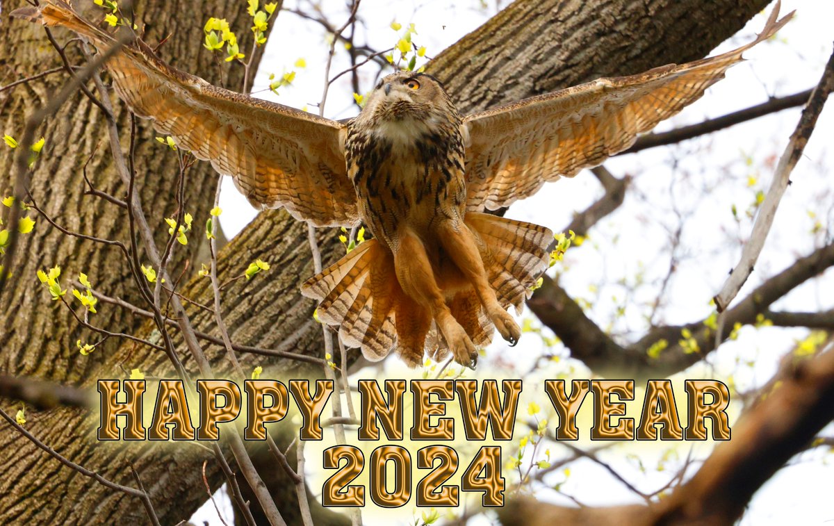 RexPad's tweet photo. This is my favorite pic from the 1000s  I shot in 2023. It is Flaco in flight after being harassed by tens of crows, bluejays &amp; a redtail hawk. @BirdCentralPark  @BirdBrklyn  @flaco_theowl  @CentralParkNYC  @centralparkzoo  @CentralParkBlog  @CentralPark_NYC @CentralParkOwl https://t.co/T7XCiJsI4W