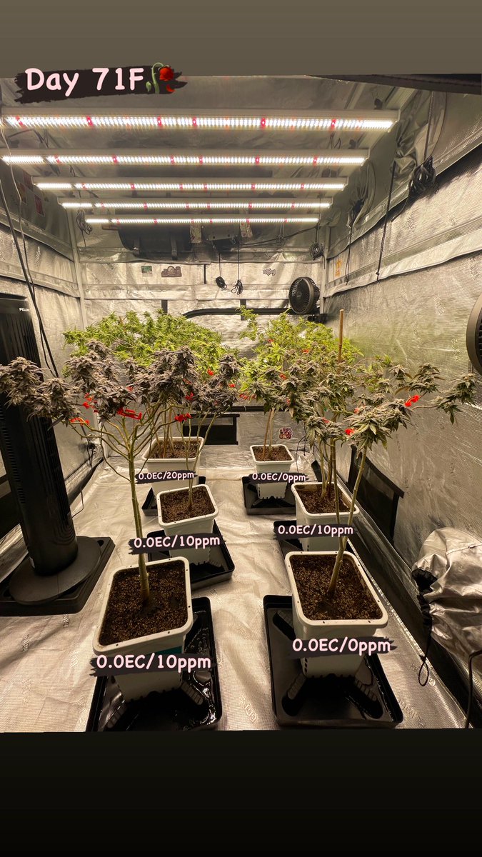 grownbyhitz's tweet photo. Day 71F | Week 11🥀 | Day 13 Flush 💦✌🏽💚🚀💨💨
Roll the tape 🎬
Episode 11 (Season Finale)
•
The last time you will see the ladies live on the vine! Wishing everyone a prosperous Happy New Year filled with good health, good wealth, positive energy and higher success ahead 💚 https://t.co/r7VKBZZnKJ