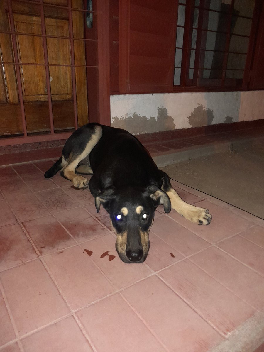 eugepaez_'s tweet photo. Bueno ya rescaté mi primer perro del 2024. CEMENTISTA 2. Es un machito, cachorro, sin collar re bien cuidado. Corriendo desorientado y asustado. https://t.co/R7lgaRz1Yp
