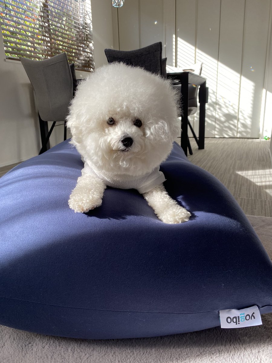 あけおめ🌅🎍⛩

#ビションフリーゼ
#bichonfrise
#비숑
#비숑프리제
#ペットの専門店コジマ