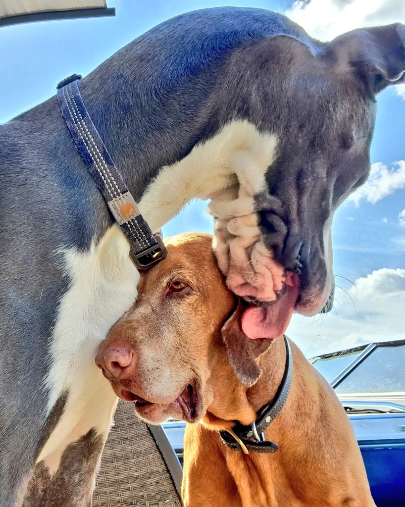 #KanetheDane tweet media