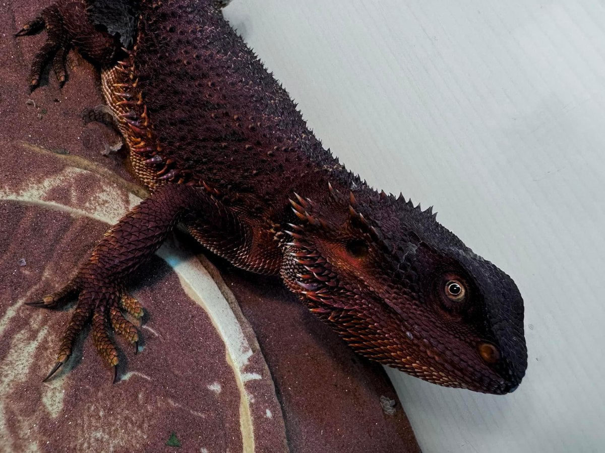ドラゴン辰年🐲
今年も皆様宜しくお願い致します🐉