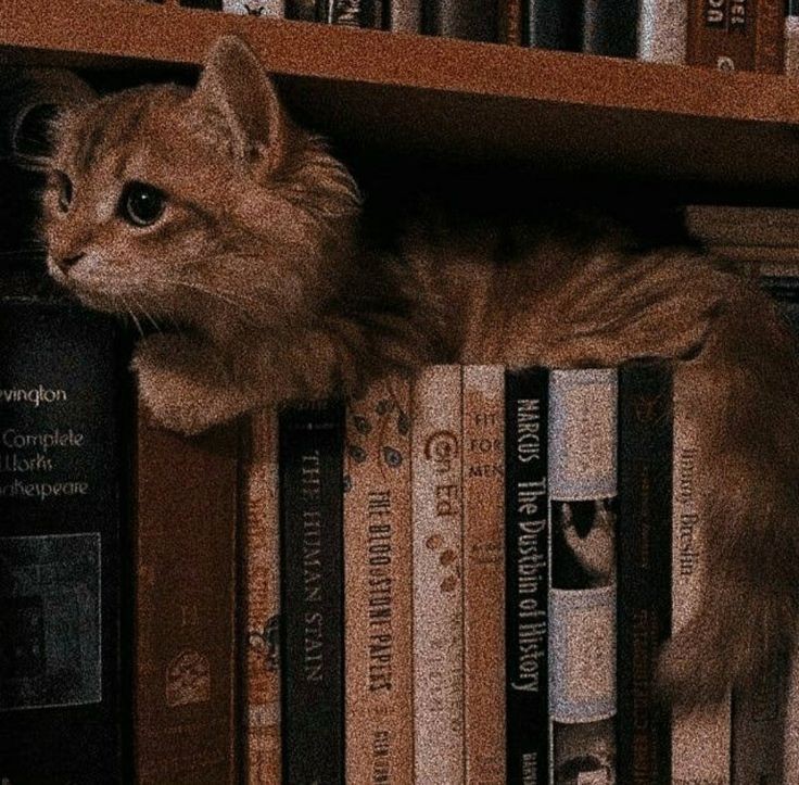 ggukiebears's tweet photo. ･:*:･ livros lidos em 2024 ･:*:･ https://t.co/XaB8D85WiT