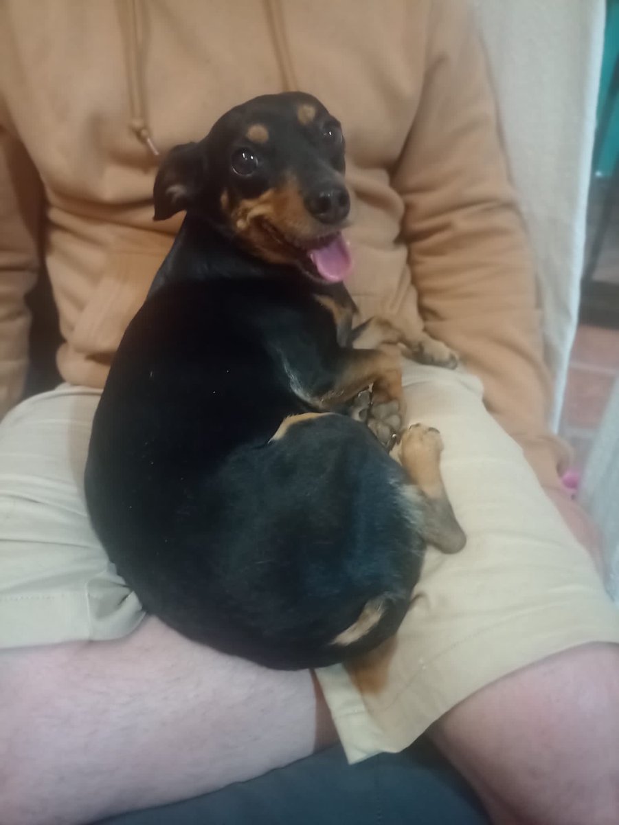 La_Pedrera's tweet photo. Vi en FB que compartes animales perdidos puede ser?
Estamos en La Paloma y apareció una perrita muy bien cuidada 094072220 https://t.co/wZBKtM5Zxi