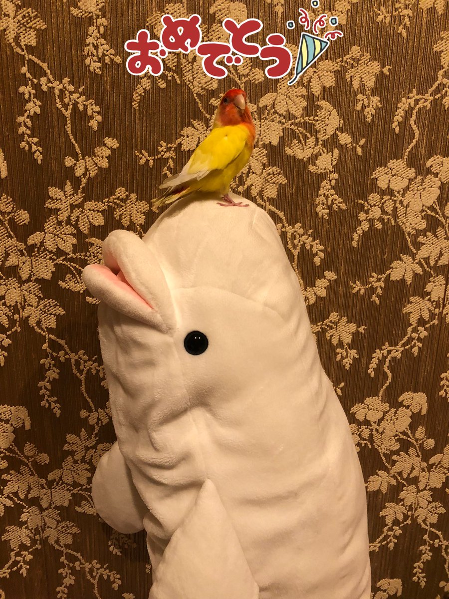 明けましておめでとう御座います㊗️🥳今年も宜しくお願い致します🐤