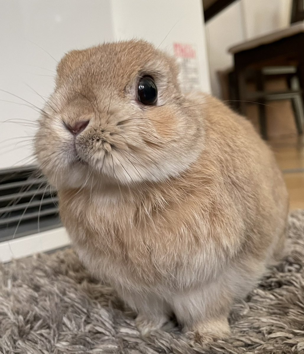 あけましておめでとう🐲