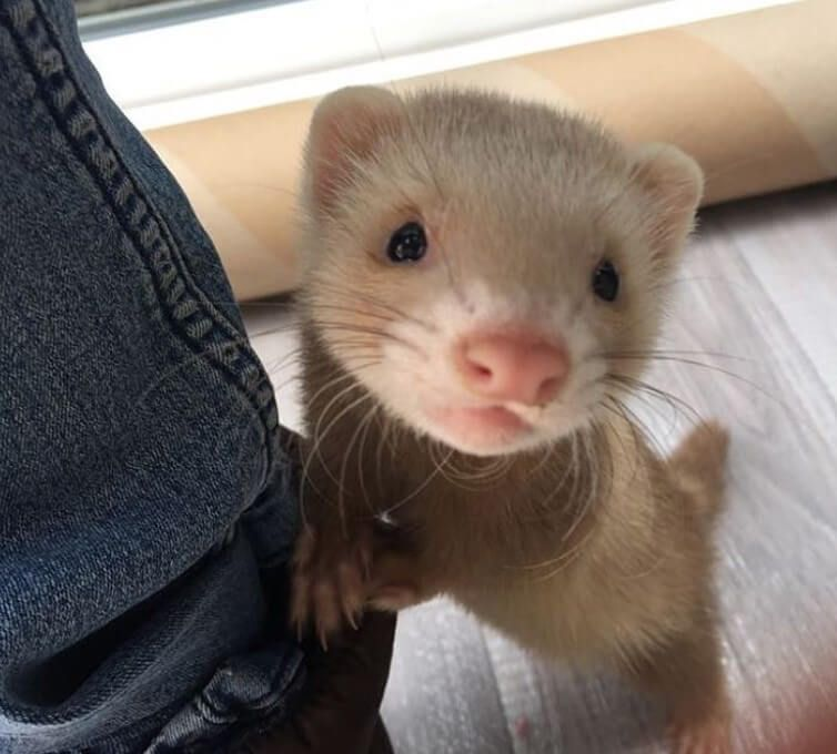 ferrets's tweet photo. https://t.co/A4jwSSz6b1
