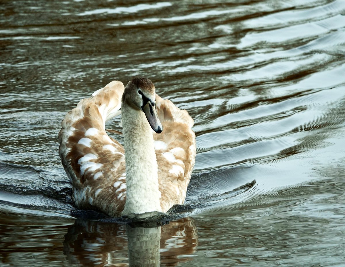“Rogue” juvenile Mute Swan on our watercress beds ..
#muteswan #muteswans #muteswansofinstagram #ewelme #watercress #watercressbedsewelme @bensonnaturegroup #cressbeds #crowsfoot #chalkstream @chilterns_ccc <a href="/chalkstreams/">Chalkylivestreams</a> <a href="/ChilternsCCC/">Chalk Cherries and Chairs Team</a>