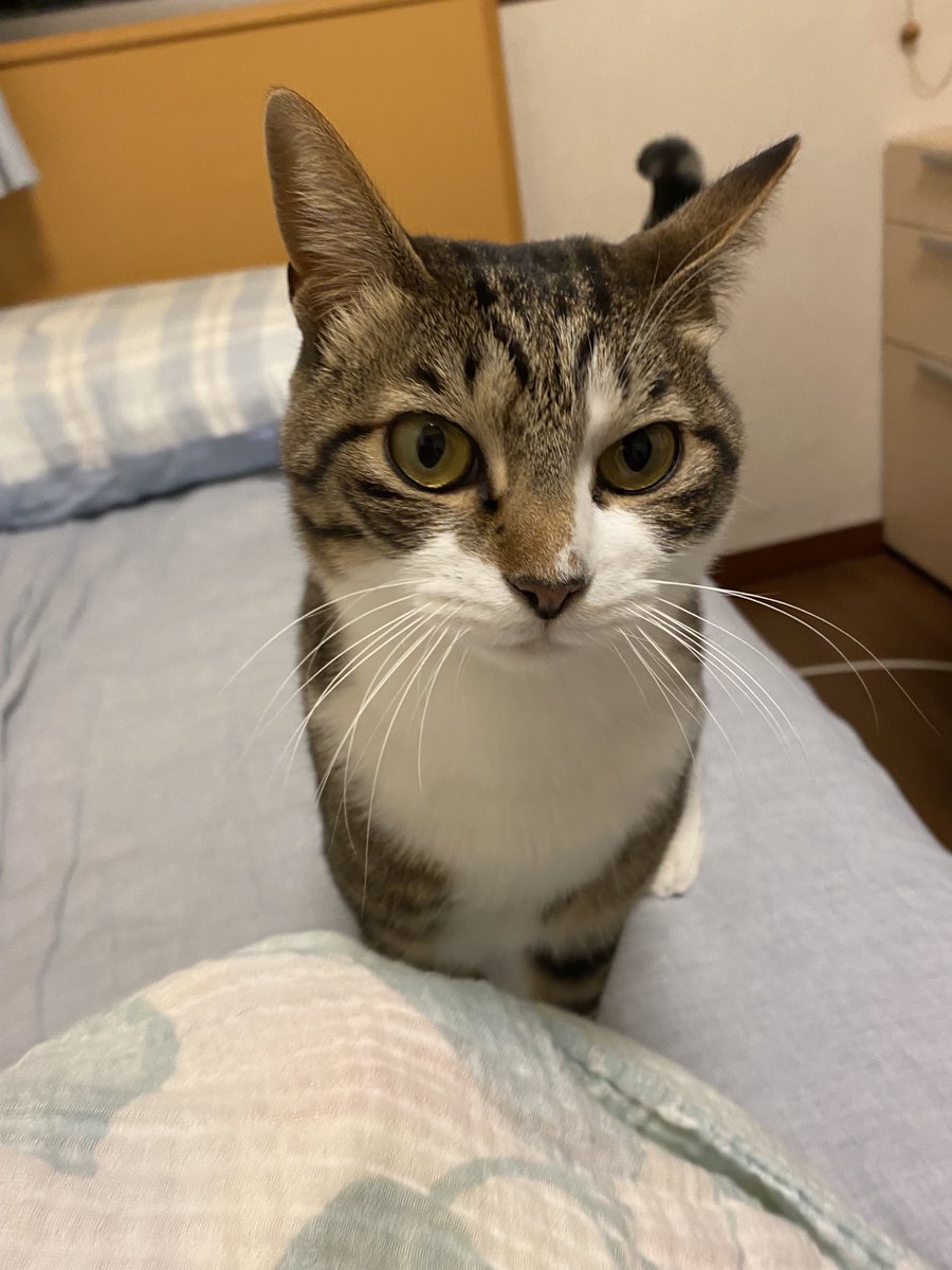 ねこまる (@nekomaru_wide) / Posts / X
