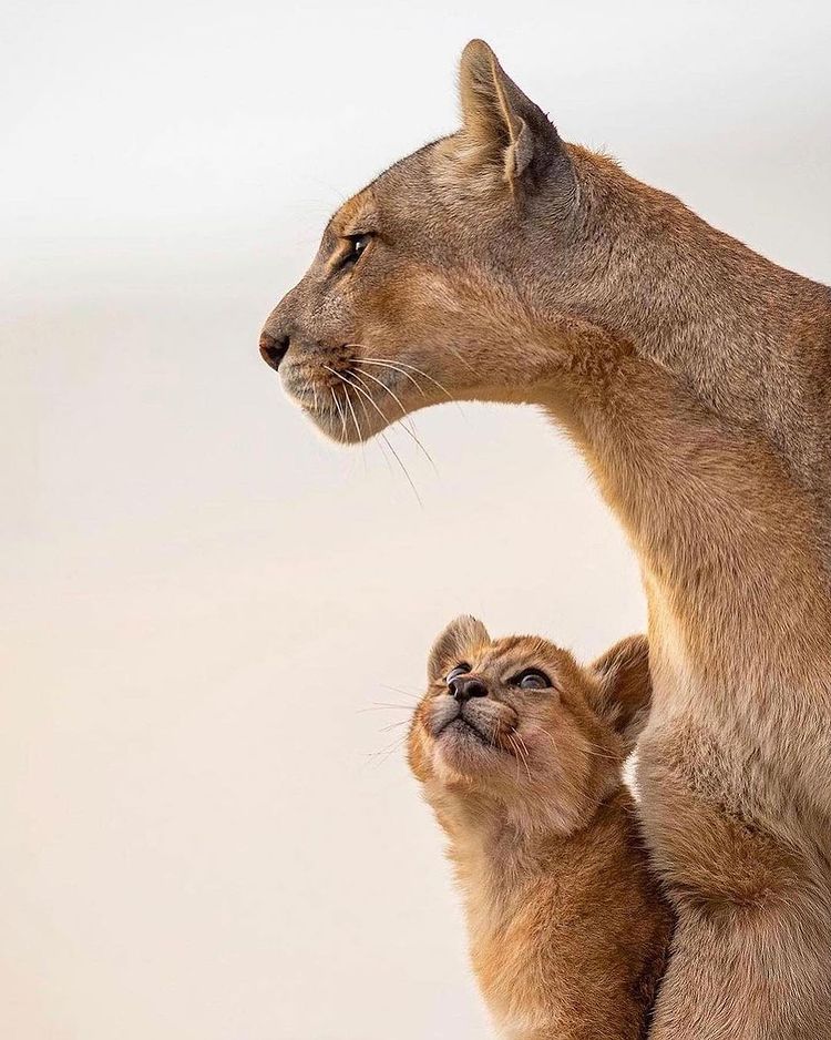 A Puma baby looks at her mother with admiration.