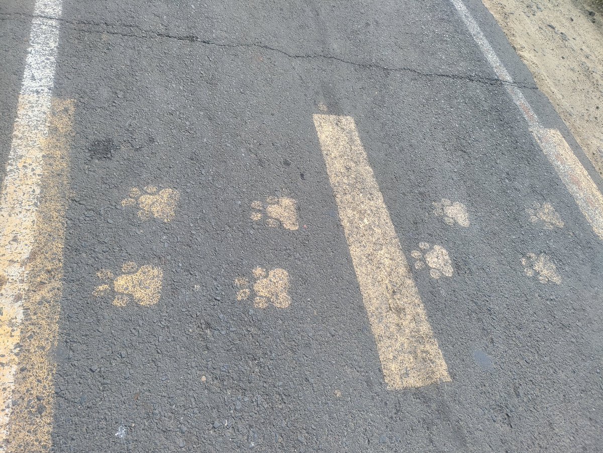 RoadkillsIndia's tweet photo. Now that's the kind of stripes that we'd like to see on Indian Roads. Instead of exotic 🦓 crossings. A unique one that a follower sent from @BandhavgarhTig2 
#roadkills https://t.co/aVDWCQMHmE
