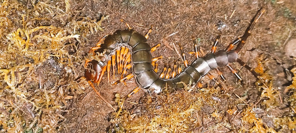 scolove85's tweet photo. Scolopendra hainanum
Adult female https://t.co/imr3A2MYx8