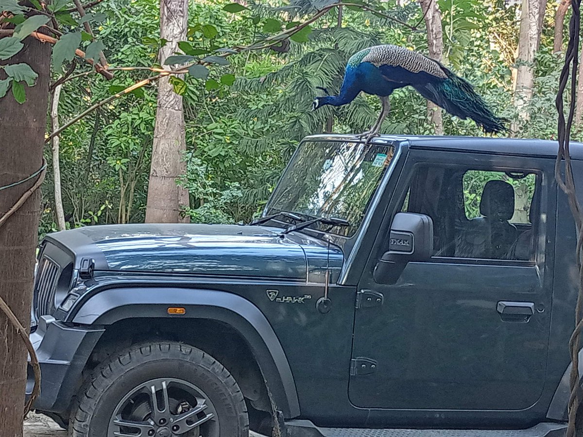 The 1st visitor wishes #HappyNewYear2024

Peacock, VEHICLE of Kartikeya, son of #Shiva perched on our VEHICLE!

At a friend's farm at #LakhimpurKheri near #DudhwaNationalPark in #Terai #UttarPradesh
The house once belonged to Billy Arjan Singh, who introduced #Tigers to #Dudhwa