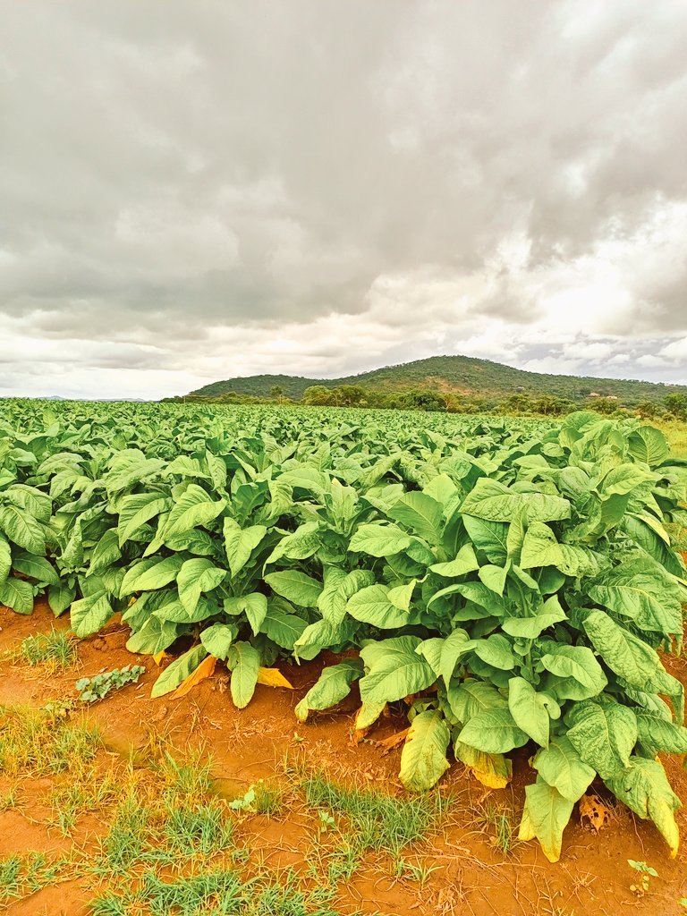 Our farm management services allow you to focus on other ventures whilst we take care of the farm. We start from project planning up to Market. We now have a satellite backed system which allows you to remotely check on your project online
Send 'FARM" To 0783936477 on WhatsApp