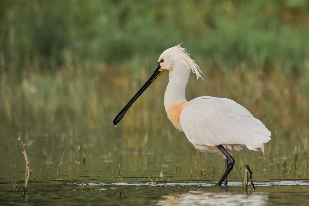 Happy Bird Year in 2024! A new year, a new list, new excitement! With more than 6600 birding areas described on Birdingplaces.eu you will find your way everywhere. Make it a great birding year! Photo by @AndreiProdan_ @BirdLife_News @BirdLifeEurope @RSPBbirders @LipuODV