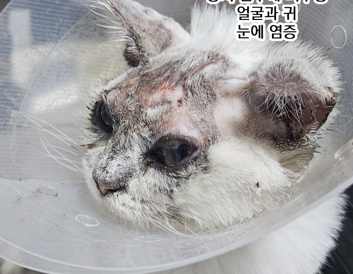 절미와설기 tweet media