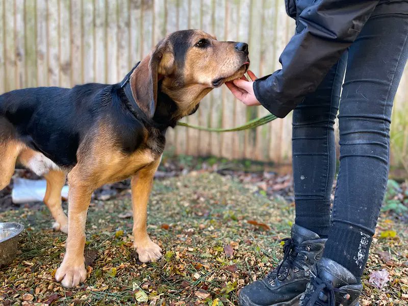 Please retweet to help Custard find a home #CANTERBURY #KENT #UK Beautiful Beagle Cross aged 4. This lovely soul has had a hard start in life. His eye problem has now been treated. Custard needs an adult home and to live with a calm, existing dog, to help build his confidence🐶