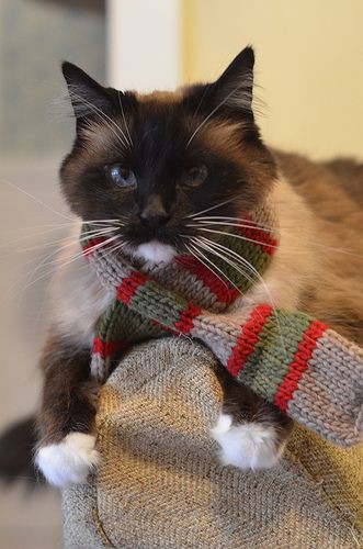 ♡ (@day6ascat6) on Twitter photo 