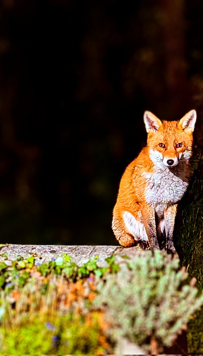 Wullie_A_Um's tweet photo. @ChrisGPackham #FoxOfTheDay this beauty visits every night for our food scraps. Sits on our patio wall patiently waiting https://t.co/Tra9VMm8DA