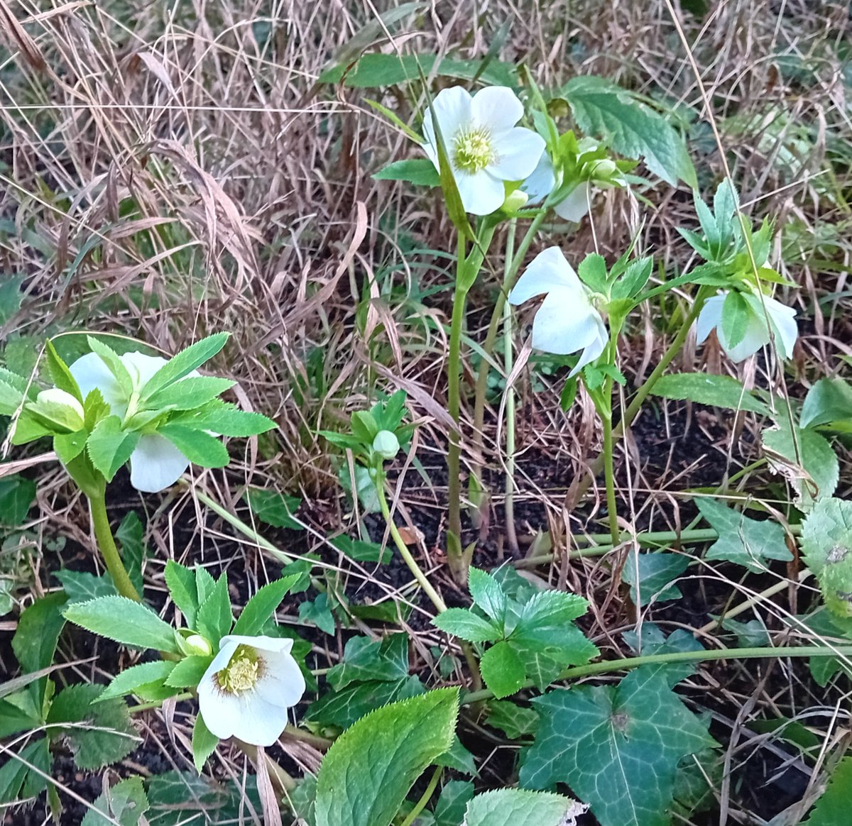 Happy New Year to all our volunteers, to the @BathnesParks team who support us in maintaining this beautiful historic green space, and to all our visitors from Bath and across the world!