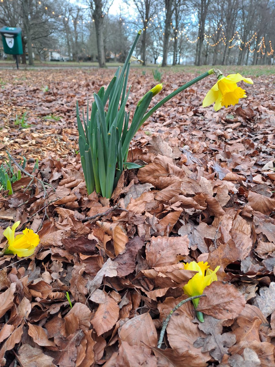 PolesdenLaceyNT's tweet photo. We'd like to wish all our visitors and supporters a very happy new year! 🎆💥😃
Keep your eyes peeled on your next visit, as there are signs of spring in and around the borders!
📷 National Trust / Hilary J
#HappyNewYear2024
#nationaltrust
#ForEveryoneForever
@southeastNT https://t.co/E8ybkJAMs3