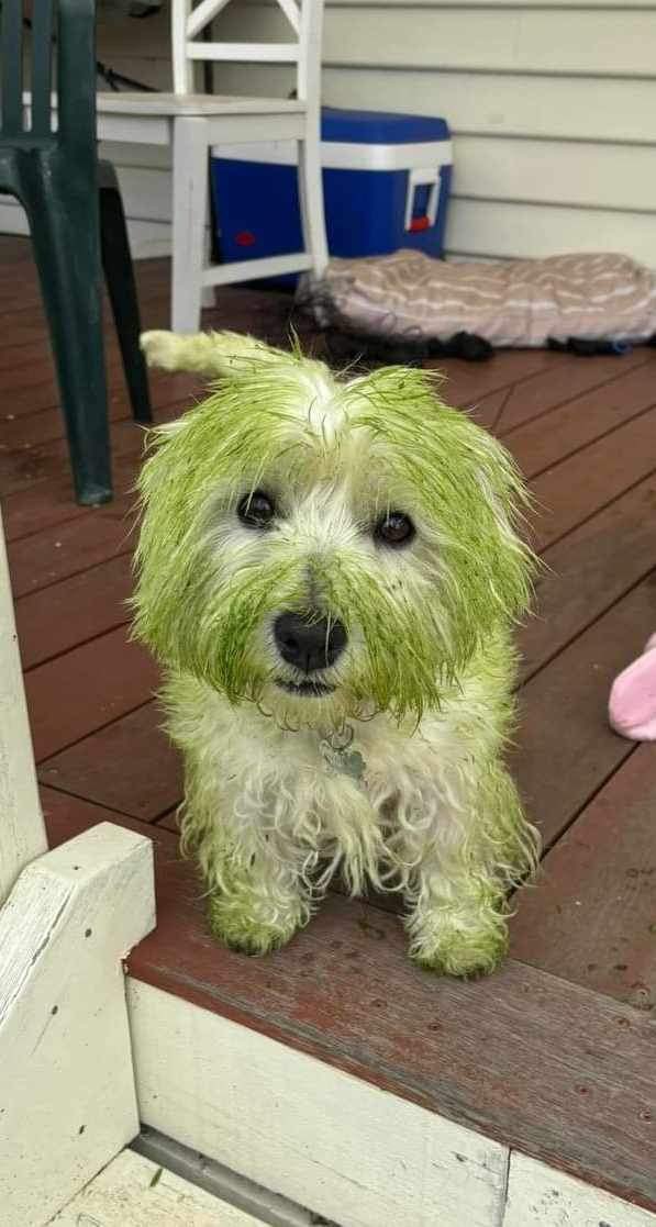 hellodollydog's tweet photo. I love rolling in the grass 🤣 https://t.co/Z4dktQrxiZ