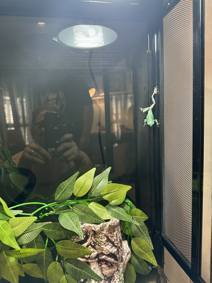 AmandaGiuliani's tweet photo. @CommanderVolkov Ha ha not me just naming my pet frog “Trent Frogeric” 🤣🤣 https://t.co/5JsZKIkhoK