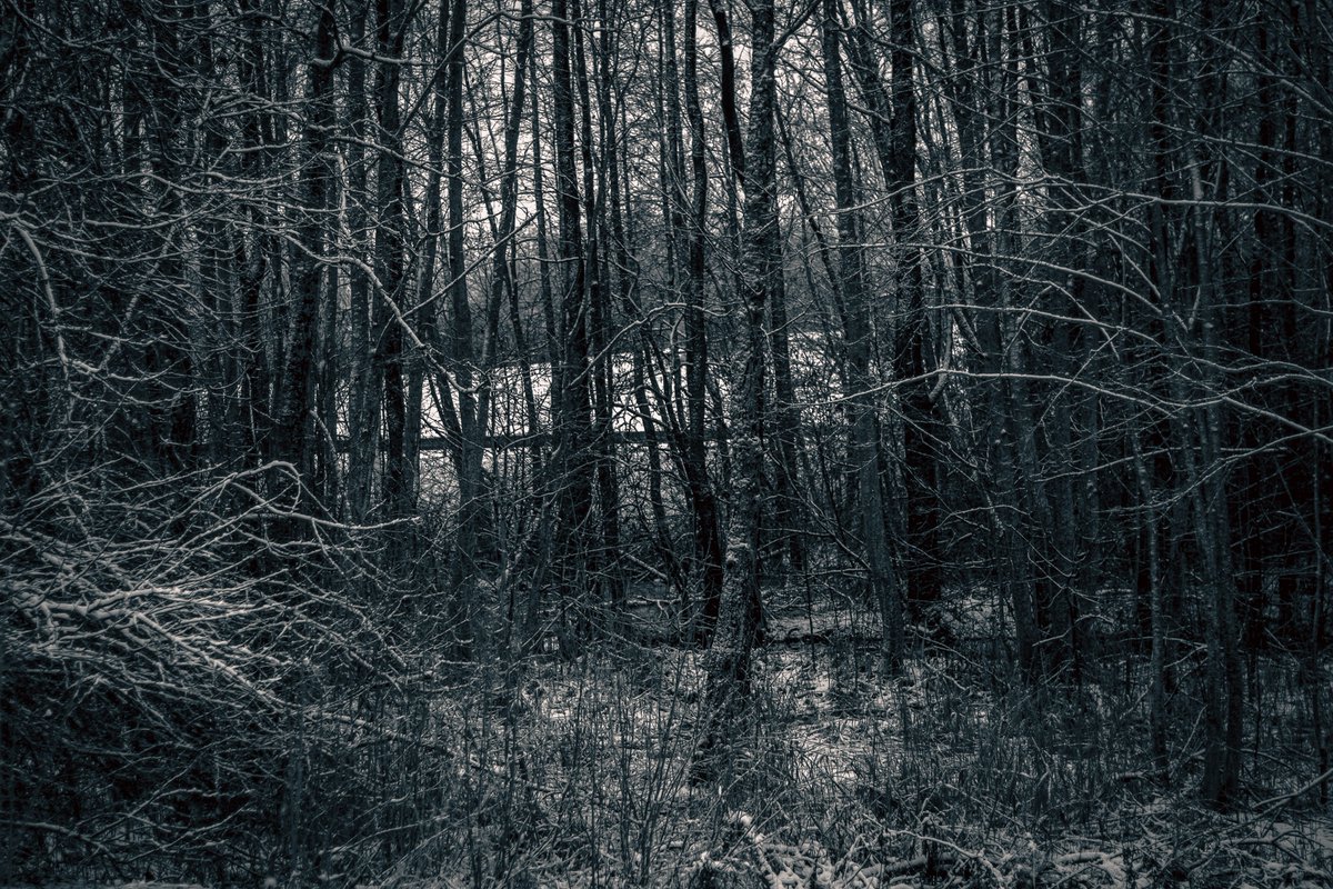 Beheroght's tweet photo. #Dark #forest #nature #metal #art https://t.co/mRoUeAuJnH