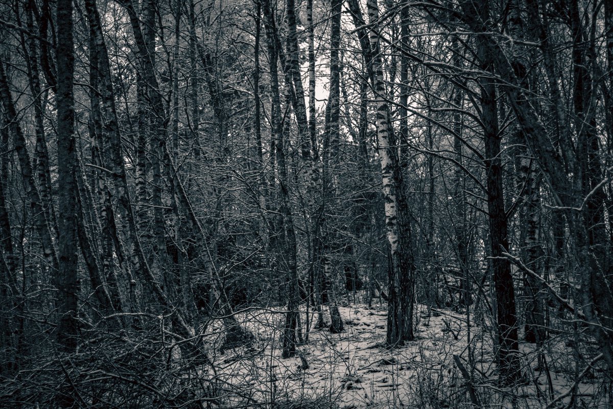 Beheroght's tweet photo. #Dark #forest #nature #metal #art https://t.co/mRoUeAuJnH