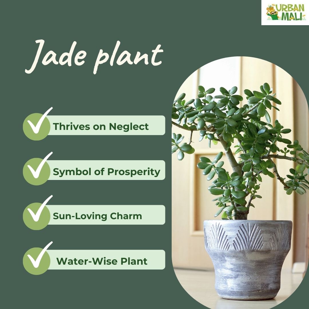 UrbanMali's tweet photo. Jade Plant Love: Unveiling the Charm of the Resilient Succulent! ✨

Meet the Jade Plant – your go-to green companion for a thriving and resilient garden! 🌵💚 

#JadePlantLove #GreenThumbMagic #SucculentSensation#Jade#GardeningTips#GreenThumb  #GreenThumbChronicles https://t.co/fVKZ0X5e3I