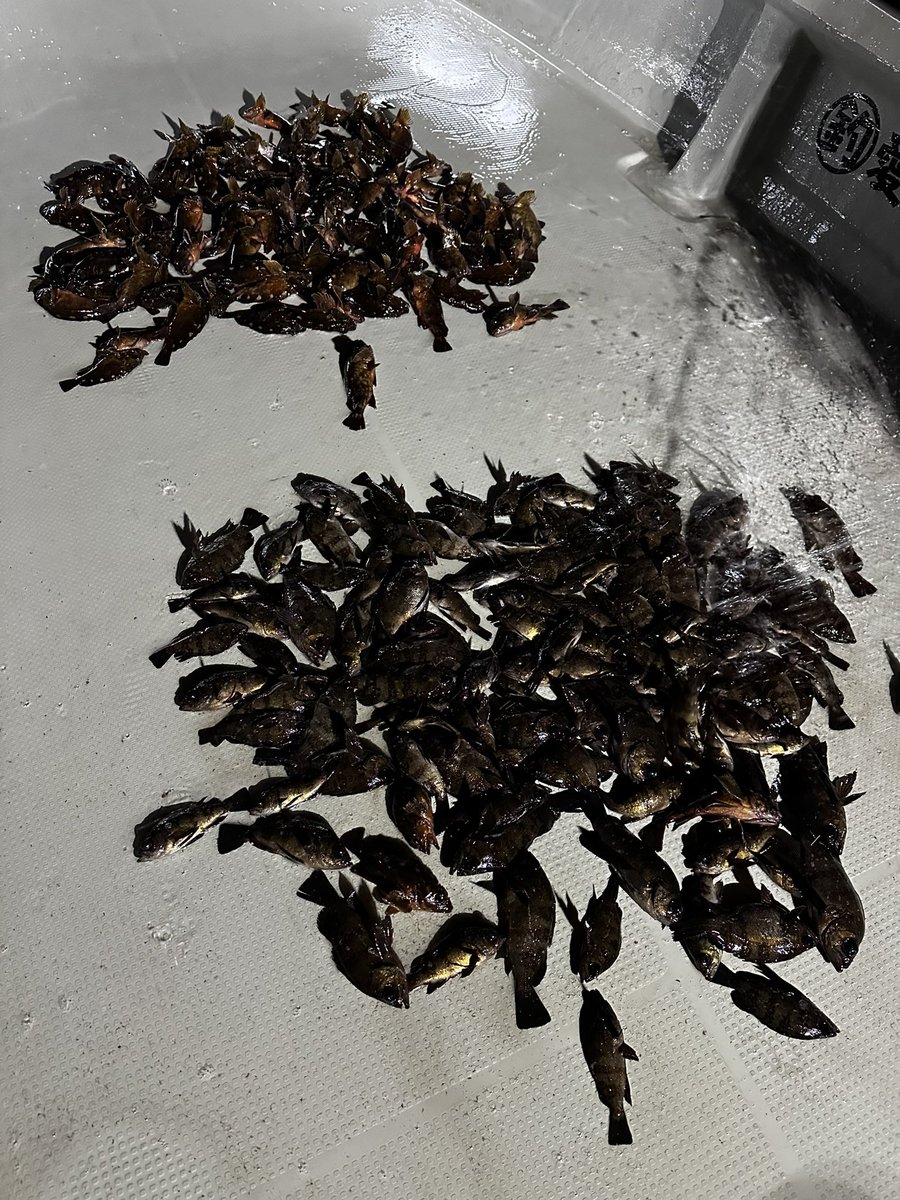 ゲストさんに釣ってもらいたく一級スポットをアナウンスして、バックシートから適当に投げた１投目に釣れた空気の読めないキジハタ…
初狙いに答えてくれたマゴチ♬
その他メバル,カサゴは絶好釣🎶