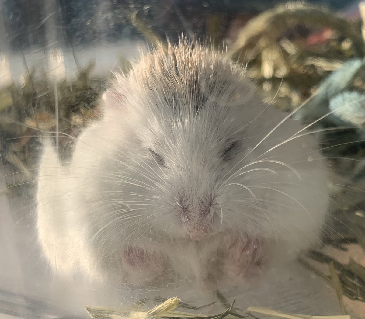 mimipuruM's tweet photo. あけましておめでとうございます
チェコからきたロボロフスキーのチェック君です https://t.co/lYvHSorWPi